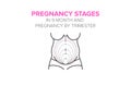 Pregnancy stages in 9 month