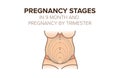 Pregnancy stages in 9 month. Pregnancy by trimester Royalty Free Stock Photo