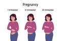 Pregnancy stages. Pregnant woman standing, smiling and touching belly in different trimester periods. Body changes, belly grows.