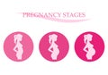 Pregnancy stages. Pregnant woman. Royalty Free Stock Photo