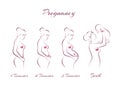 Pregnancy stages