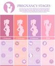 Pregnancy stages, trimesters and birth. Royalty Free Stock Photo