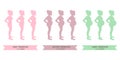 Pregnancy stages. Trimesters. Pregnant woman