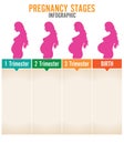 Pregnancy stages. Royalty Free Stock Photo