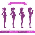 Pregnancy stages. Vector illustration. Infographic elements.