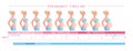 Pregnancy timeline by weeks. Isolated vector illustration.