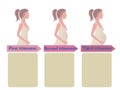 Pregnancy trimester infographic