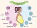 Pregnancy trimester infographic Royalty Free Stock Photo