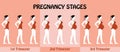 Pregnancy Trimesters of pregnant woman with swimsuit