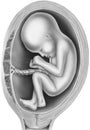 Pregnancy - Unborn Child in the Womb Royalty Free Stock Photo