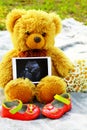 Pregnancy. Waiting for the child.Teddy bear with the ultrasound Royalty Free Stock Photo