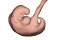 Pregnancy. 4 weeks embryo