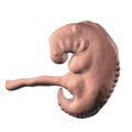 Pregnancy. 4 weeks embryo