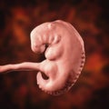 Pregnancy. 4 weeks embryo