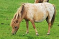 Pregnant American mini horse Royalty Free Stock Photo