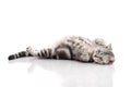 Pregnant American Shorthair cat lying Royalty Free Stock Photo