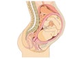 Pregnant anatomy and the fetus Royalty Free Stock Photo