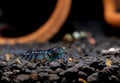 Pregnant blue tiger dwarf shrimp look for food in aquatic soil with other shrimp and decoration as background. Concept of little