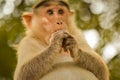 Pregnant bonnet macaque eating tamoto.