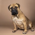 A pregnant bull mastiff dog sitting  on a beige background Royalty Free Stock Photo