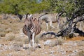 Pregnant Burchell's zebra in Namibia Africa Royalty Free Stock Photo