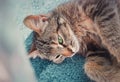 Pregnant cat laying down on the carpet indoors, hiding behind a curtain to find a place where to give birth little kittens.