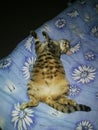 A pregnant cat lying on her back with her paws spread, on a blue blanket Royalty Free Stock Photo