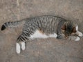 A pregnant cat is lying on a stone floor on a sunny summer day. A furry mammal is resting on the street.