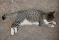 A pregnant cat is lying on a stone floor on a sunny summer day. A furry mammal is resting on the street.