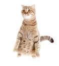 Pregnant cat with nice belly sitting Royalty Free Stock Photo