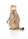 Pregnant cat with nice belly sitting Royalty Free Stock Photo