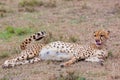 Pregnant Cheetah Lying Down, Masai Mara, Kenya