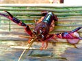 Pregnant crawfish is angered Royalty Free Stock Photo