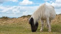 Pregnant Dartmoor Pony grazing