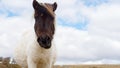 Pregnant Dartmoor Pony Royalty Free Stock Photo