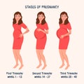 Pregnant at different times. Trimester of pregnancy. Vector illustration of motherhood, childbirth, waiting for a baby