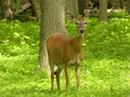 Pregnant Doe Royalty Free Stock Photo