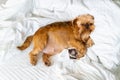 a pregnant dog breed is sleeping on a white bed, is due to give birth soon, holds the result of an ultrasound scan