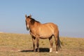 Buckskin golden dun colored Wild Horse mare in the Pryor Mountains Wild Horse Range on the border of Wyoming USA Royalty Free Stock Photo