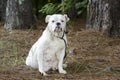 Pregnant English Bulldog dog Royalty Free Stock Photo