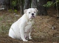 Pregnant English Bulldog dog Royalty Free Stock Photo