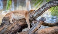 Pregnant female cougar (Puma concolor) sleeping on tree trunk in selective focus.