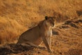 Pregnant female lion