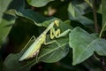 Pregnant female Praying Mantis or Mantis Religiosa in a natural habitat. It sits on the Magnolia Susan leaves. Royalty Free Stock Photo