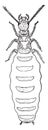 Pregnant female queen, Termites lucifugus of after c. Lespes, vintage engraving Royalty Free Stock Photo