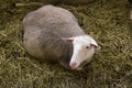 Pregnant female sheeps in sheepfold Royalty Free Stock Photo