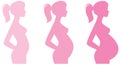 Pregnancy Silhouettes During Different Trimesters 