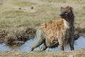 A pregnant female Spotted Hyena (Crocuta crocuta) Tanzania