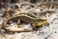 Pregnant german common wall lizard Royalty Free Stock Photo