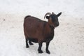 Pregnant goat brown color